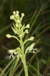 Green fringed orchid